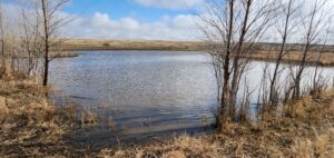 New habitat for pheasants along Ross Creek