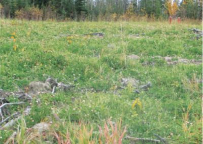 Reclaim Forested Sites