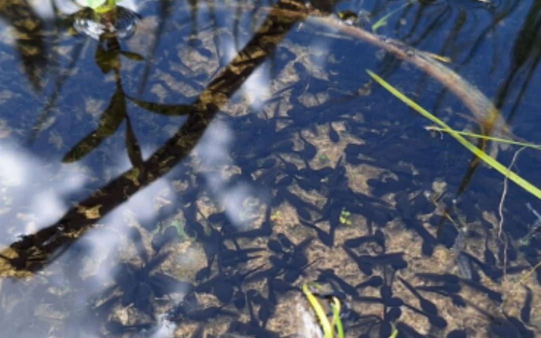 Taking Time For Tadpoles