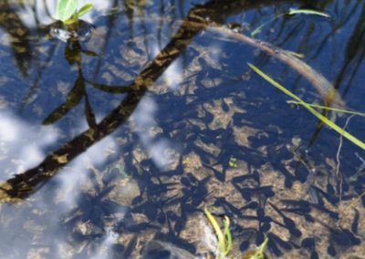 Taking Time For Tadpoles