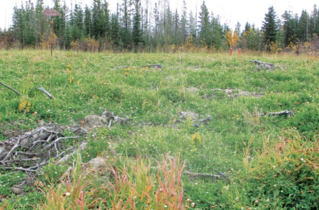 Reclamation in Northern B.C.