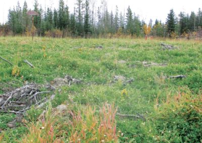 Reclamation in Northern B.C.