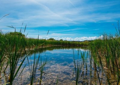 Wetland Monitoring Program Digitization