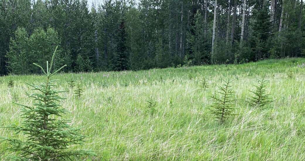 forest-site-2—after-tree-planting forest site after tree planting