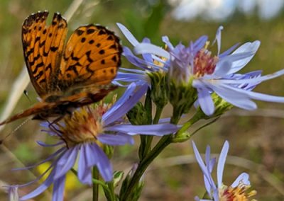 Remote Mine Vegetation & Soil Survey Program