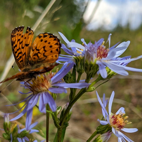 Remote Mine Vegetation & Soil Survey Program