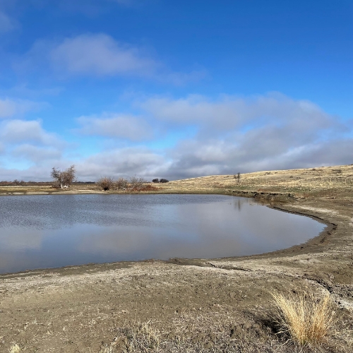 pheasants—flooding 2 weeks Project-20-00124-Pic-3