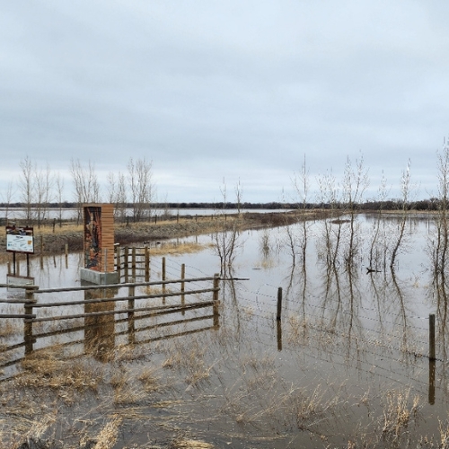 pheasnats—flooding Project-20-00124-Pic-4
