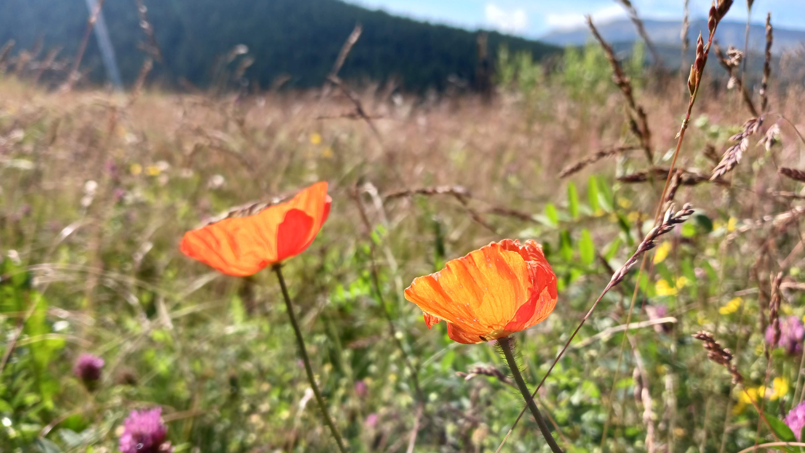 Full Lifecycle Closure Support